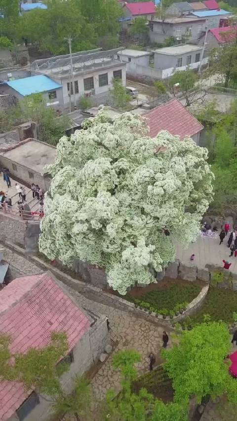 费县千年流苏树开花了花期一周