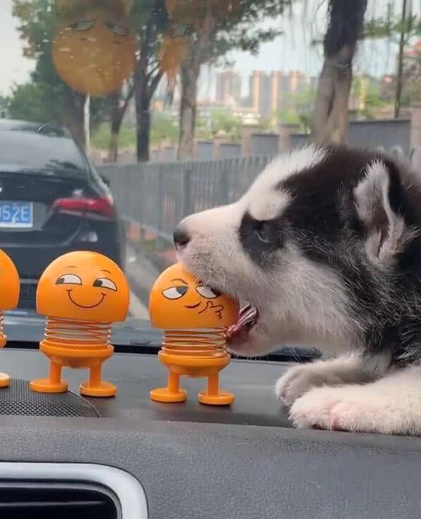 买了只小二哈,刚放进车里,主人就想退货了