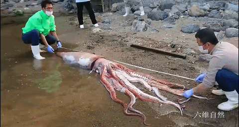 国内成功救助19米抹香鲸日本就现80公斤大王乌贼两者有关系