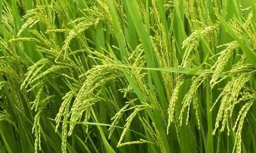 水稻抽穗期喷施叶面肥或磷酸二氢钾以促进水稻早熟,使其籽粒饱满,达到