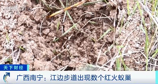 当心“蚁出没”！被咬伤或致休克，甚至死亡休闲区蓝鸢梦想 - Www.slyday.coM