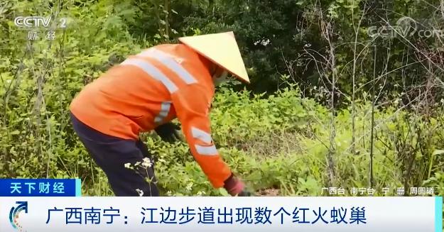 当心“蚁出没”！被咬伤或致休克，甚至死亡休闲区蓝鸢梦想 - Www.slyday.coM