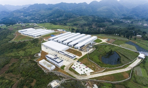 毕节纳雍养鸡场实现近500人家门口就业致富