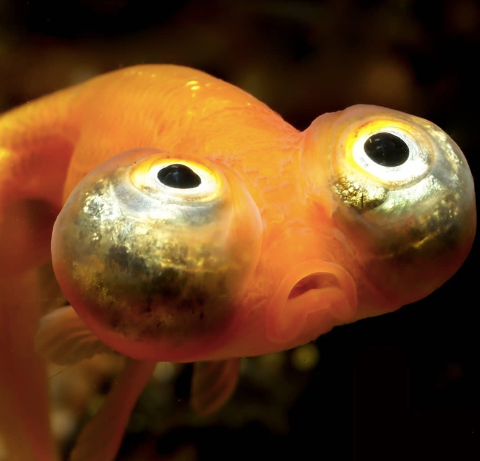 金鱼眼睛长白膜图片