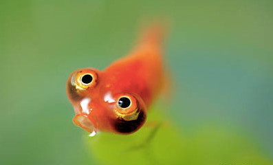 眼睛超大的金鱼,感觉要炸开了!鱼鱼:"这样 眼泪就不会往下掉了"!