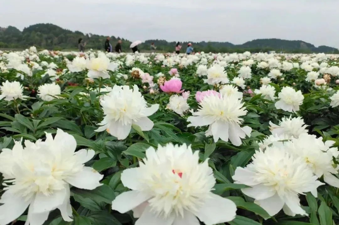 成都出发15小时直达30000亩芍药花花海1天就可以来回