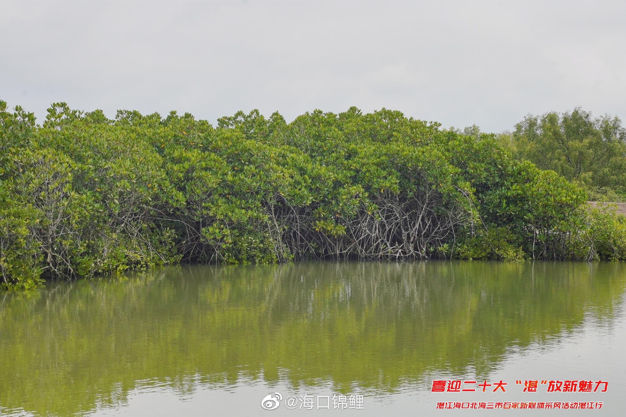 遇见不一样的红树林——麻章红树林|红树林|湛江市|海口市_新浪新闻