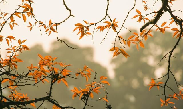 在生命的树下,听时光叶子落下的声音休闲区蓝鸢梦想 - Www.slyday.coM 在生命的树下,听时光叶子落下的声音休闲区蓝鸢梦想 - Www.slyday.coM