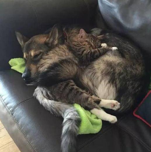 主人给家里狗狗找玩伴,现在每天被喂狗粮:你是找了个媳妇吗?休闲区蓝鸢梦想 - Www.slyday.coM 主人给家里狗狗找玩伴,现在每天被喂狗粮:你是找了个媳妇吗?休闲区蓝鸢梦想 - Www.slyday.coM