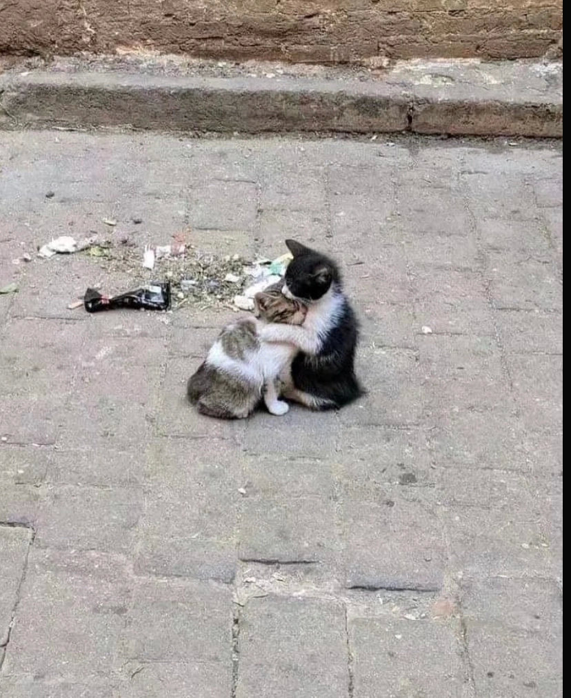 你才不是没人要的流浪小猫|猫_新浪新闻