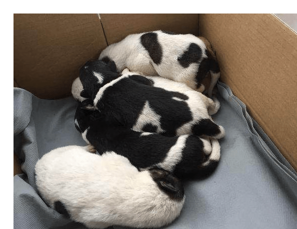 水沟边发现五只小奶狗，女子带回家，家里的小黄狗好像有点吃醋休闲区蓝鸢梦想 - Www.slyday.coM