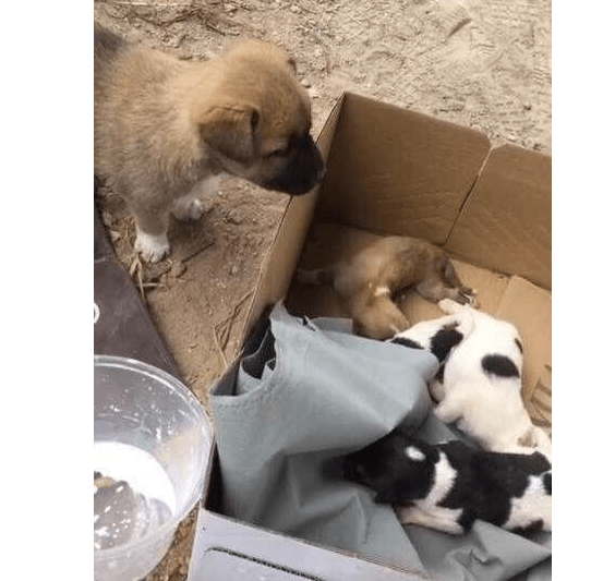 水沟边发现五只小奶狗，女子带回家，家里的小黄狗好像有点吃醋休闲区蓝鸢梦想 - Www.slyday.coM