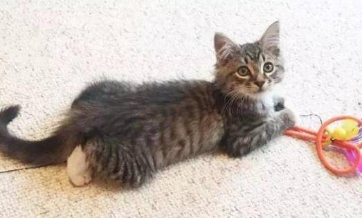 主人给家里狗狗找玩伴,现在每天被喂狗粮:你是找了个媳妇吗?休闲区蓝鸢梦想 - Www.slyday.coM 主人给家里狗狗找玩伴,现在每天被喂狗粮:你是找了个媳妇吗?休闲区蓝鸢梦想 - Www.slyday.coM