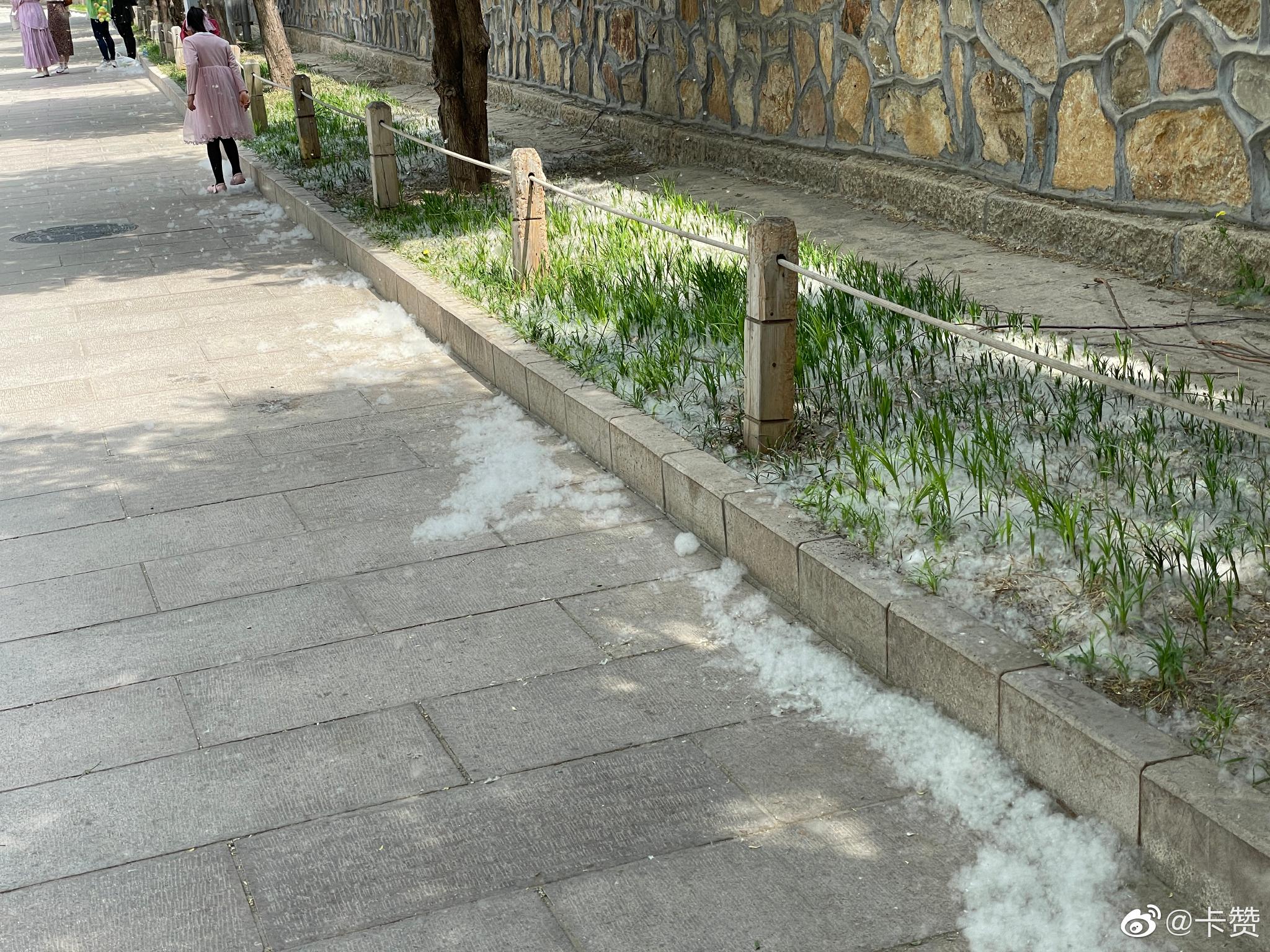 春天逛颐和园真是灾难啊这漫天的飞絮