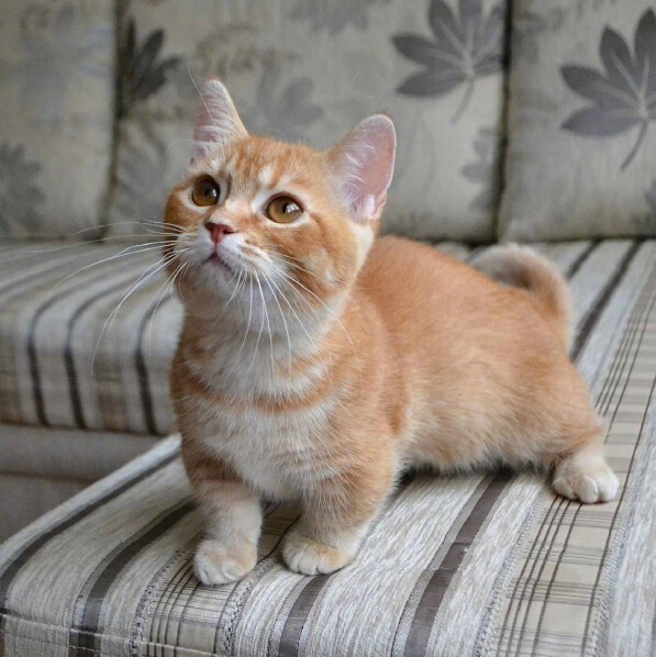 短腿小橘猫,很难想象它长大后的样子.|橘猫_新浪新闻