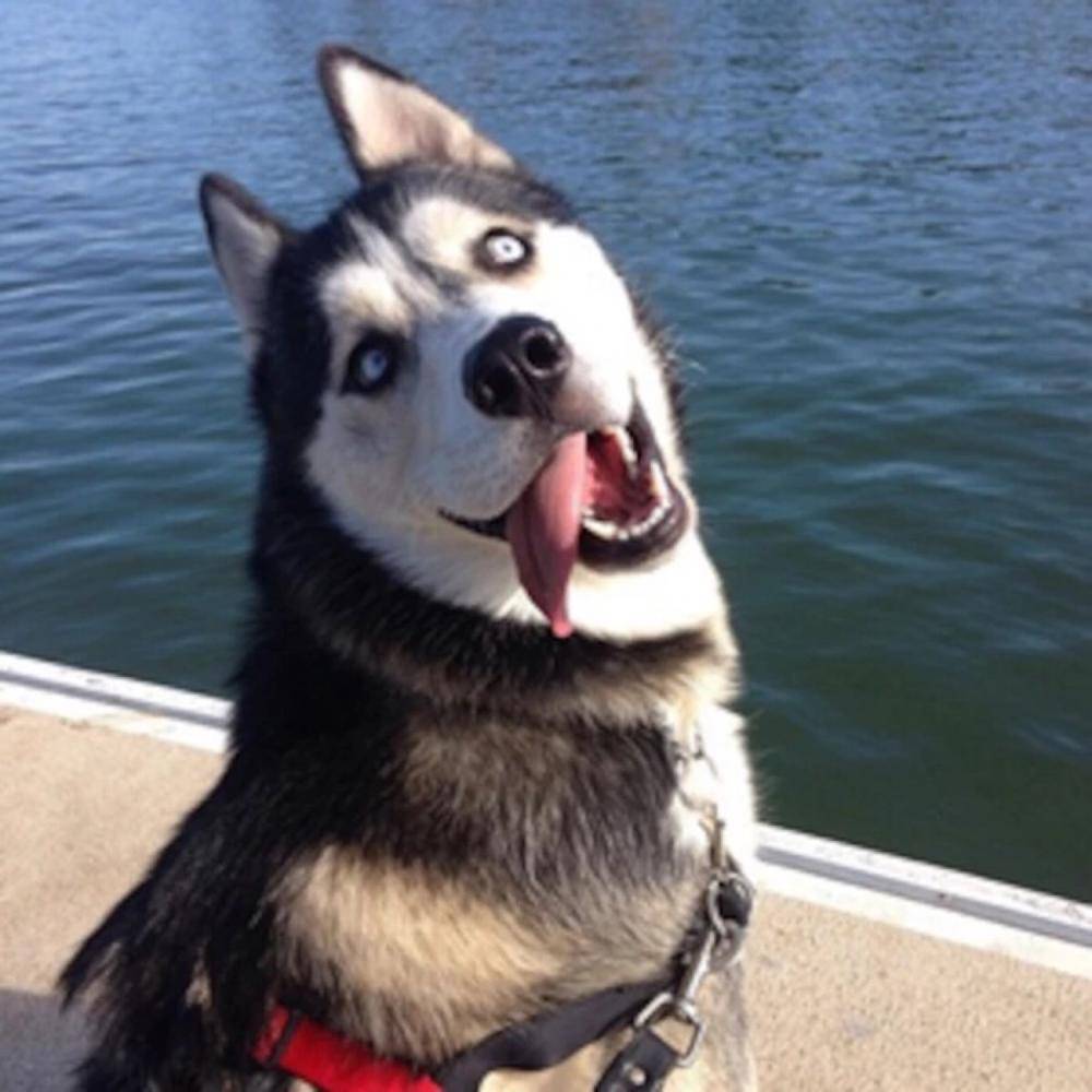 除了爱拆家,二哈还有各种各样的表情包,凭着哈士奇犯二的天性,即使