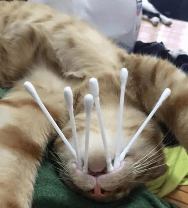 因为她竟然把新找出来的棉签直接放在小猫咪的嘴里面,看见这么可爱的
