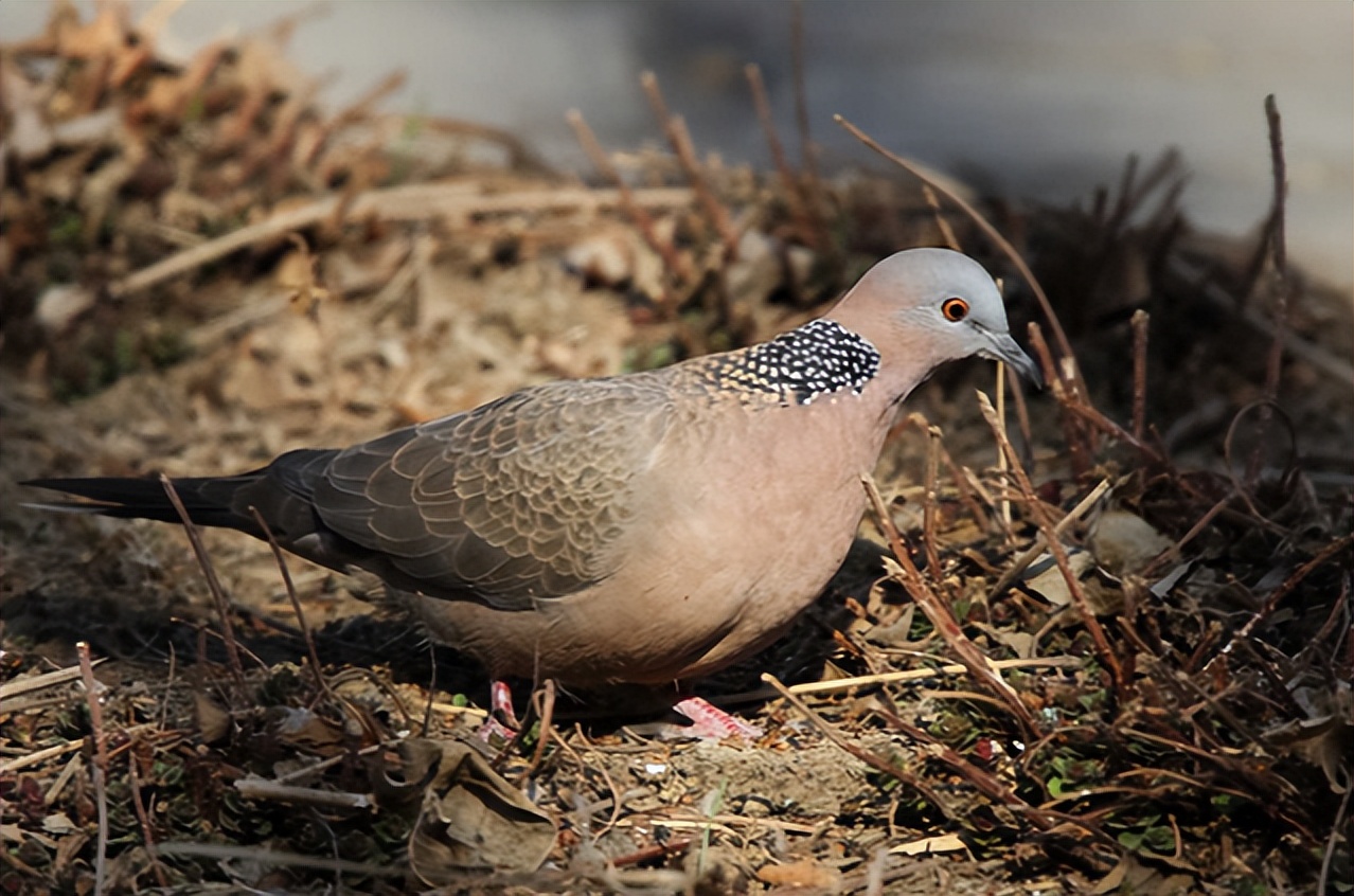 大斑鸠绝食了 放它走 它也飞不起来 怎么办