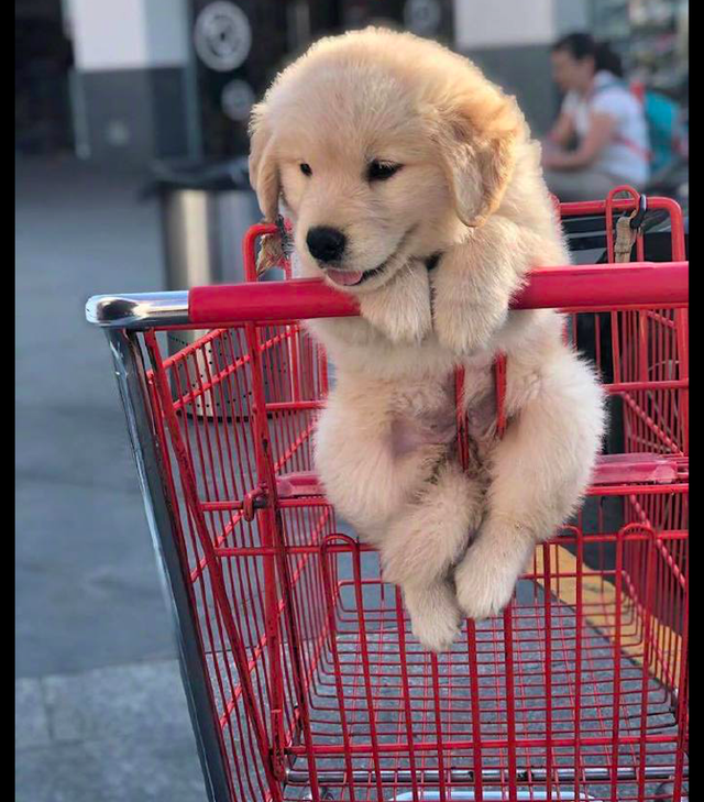 主人逛超市,把狗狗放在了购物车上,看它的表情别提有多高兴了!休闲区蓝鸢梦想 - Www.slyday.coM 主人逛超市,把狗狗放在了购物车上,看它的表情别提有多高兴了!休闲区蓝鸢梦想 - Www.slyday.coM