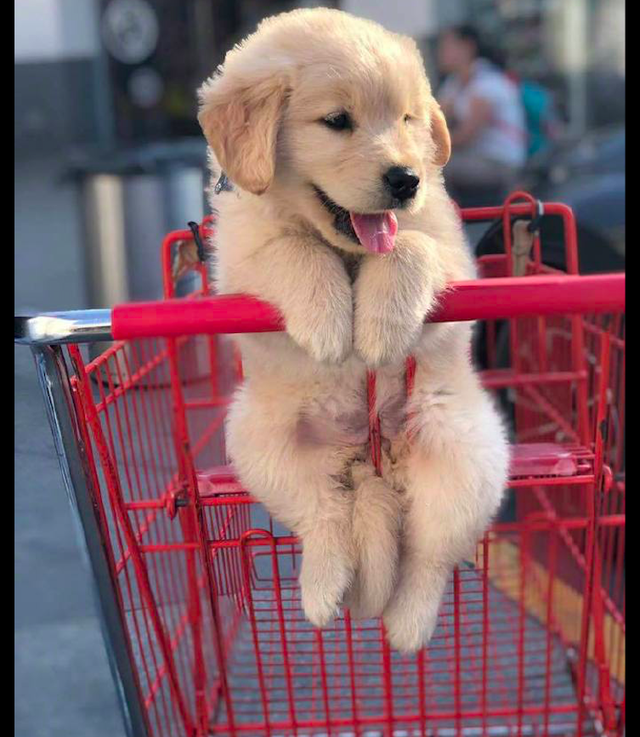 主人逛超市,把狗狗放在了购物车上,看它的表情别提有多高兴了!休闲区蓝鸢梦想 - Www.slyday.coM 主人逛超市,把狗狗放在了购物车上,看它的表情别提有多高兴了!休闲区蓝鸢梦想 - Www.slyday.coM