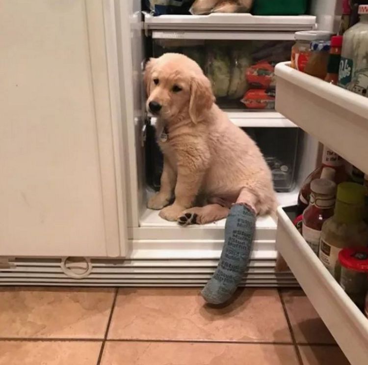 调皮金毛摔断后腿主人心疼带去打石膏模样让人心疼不已