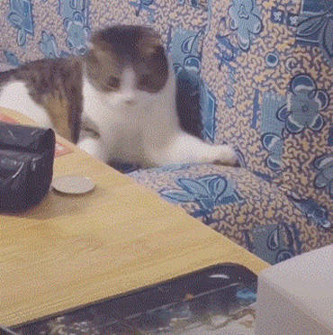 猫咪正在沙发上发呆,主人却趁机上去使坏,求猫内心的阴影面积休闲区蓝鸢梦想 - Www.slyday.coM 猫咪正在沙发上发呆,主人却趁机上去使坏,求猫内心的阴影面积休闲区蓝鸢梦想 - Www.slyday.coM