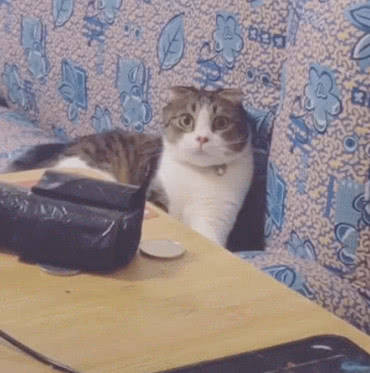 猫咪正在沙发上发呆,主人却趁机上去使坏,求猫内心的阴影面积休闲区蓝鸢梦想 - Www.slyday.coM 猫咪正在沙发上发呆,主人却趁机上去使坏,求猫内心的阴影面积休闲区蓝鸢梦想 - Www.slyday.coM