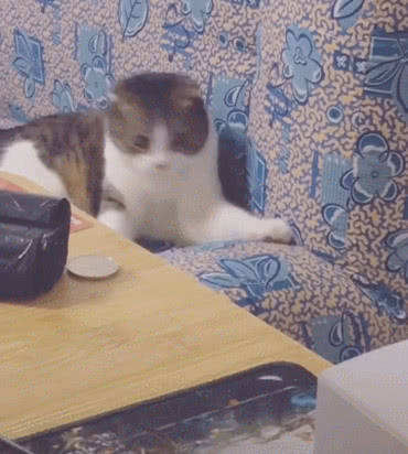 猫咪正在沙发上发呆,主人却趁机上去使坏,求猫内心的阴影面积休闲区蓝鸢梦想 - Www.slyday.coM 猫咪正在沙发上发呆,主人却趁机上去使坏,求猫内心的阴影面积休闲区蓝鸢梦想 - Www.slyday.coM