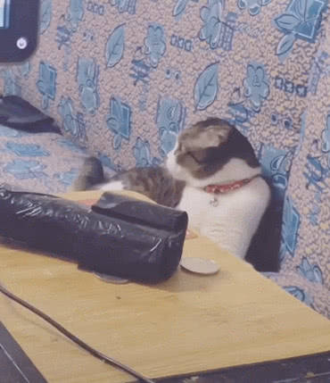 猫咪正在沙发上发呆,主人却趁机上去使坏,求猫内心的阴影面积休闲区蓝鸢梦想 - Www.slyday.coM 猫咪正在沙发上发呆,主人却趁机上去使坏,求猫内心的阴影面积休闲区蓝鸢梦想 - Www.slyday.coM