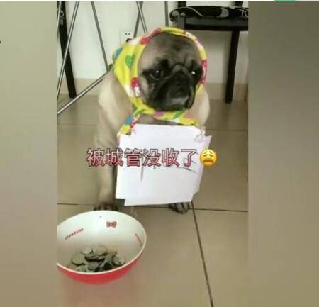 狗狗路边卖鸡蛋,钱被坏人抢完,鸡蛋被城管拿完!休闲区蓝鸢梦想 - Www.slyday.coM 狗狗路边卖鸡蛋,钱被坏人抢完,鸡蛋被城管拿完!休闲区蓝鸢梦想 - Www.slyday.coM