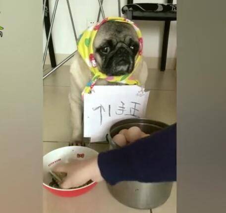 狗狗路边卖鸡蛋,钱被坏人抢完,鸡蛋被城管拿完!休闲区蓝鸢梦想 - Www.slyday.coM 狗狗路边卖鸡蛋,钱被坏人抢完,鸡蛋被城管拿完!休闲区蓝鸢梦想 - Www.slyday.coM