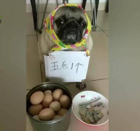 狗狗路边卖鸡蛋,钱被坏人抢完,鸡蛋被城管拿完!休闲区蓝鸢梦想 - Www.slyday.coM 狗狗路边卖鸡蛋,钱被坏人抢完,鸡蛋被城管拿完!休闲区蓝鸢梦想 - Www.slyday.coM