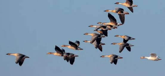 内蒙古|南方|大雁_新浪新闻