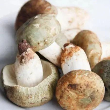 云南常见食用野生菌大盘点|食用菌_新浪新闻