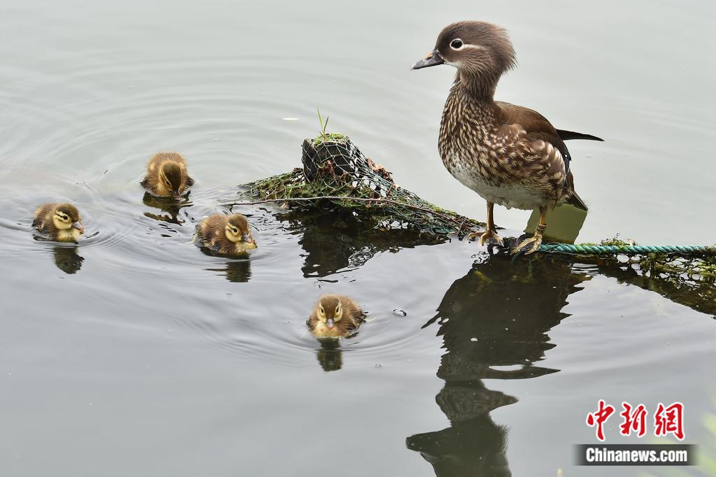 左脚上有环志的鸳鸯妈妈. 陆建利 摄