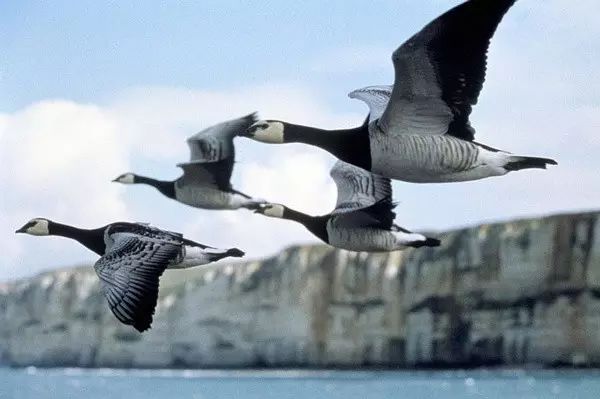 《迁徙的鸟》(2001)