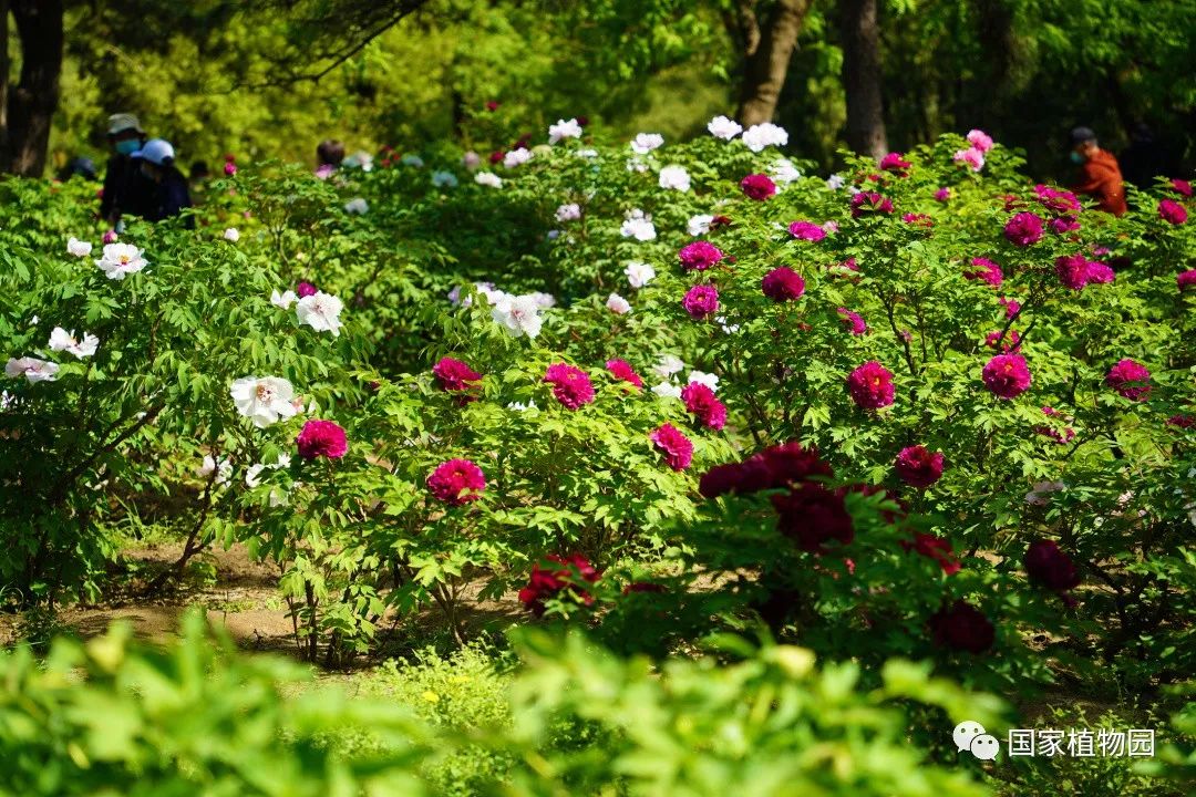 国家植物园北园5000余株牡丹陆续进入观赏期
