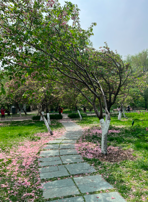 一游客为拍照狂摇樱花树，玉渊潭公园：已处罚，将谢绝其入园
