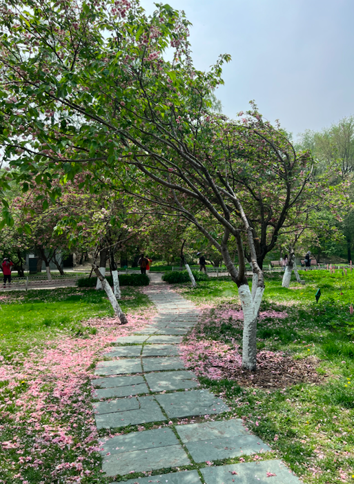 有一名男性游客为制造落樱飘落场景拍照,来回使劲摇晃一棵晚樱花树