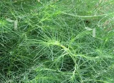 有趣的春吃花习俗春天必吃的6种树上花附春季最著