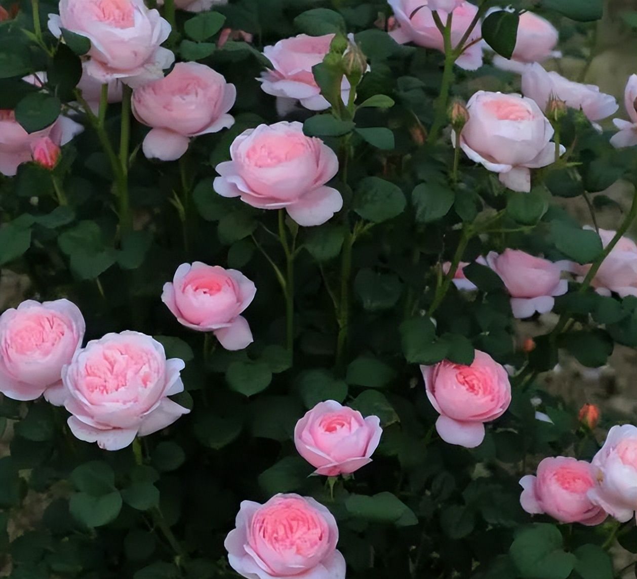 此款女王月季多头群开又仙又美多季节有花赏适合新手