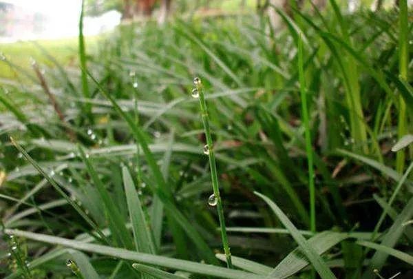 古诗文赏析之《少年游·草》(高观国) - 诗词名句网