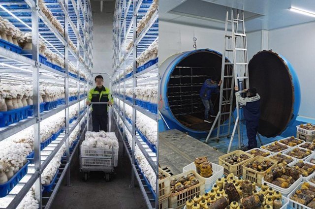 合景净化工程公司食用菌厂房无尘净化车间工程设计施工方案