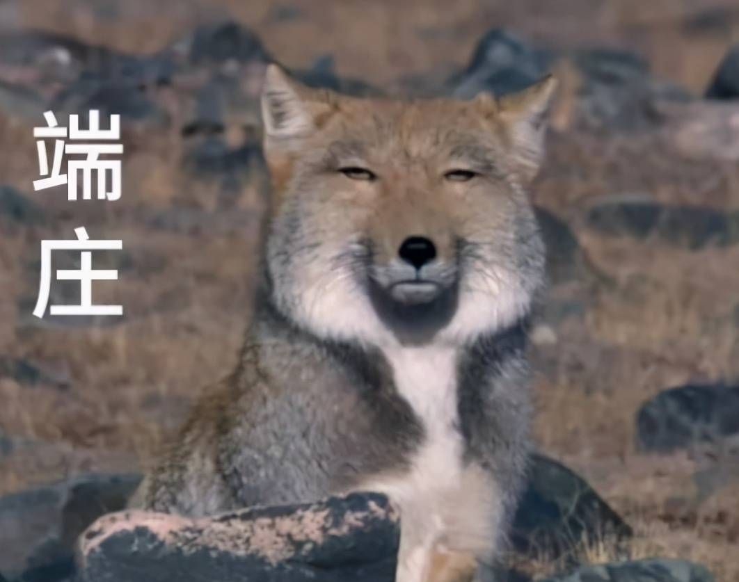 看到藏狐的照片后我发现2023款宝马7系越来越有智慧了