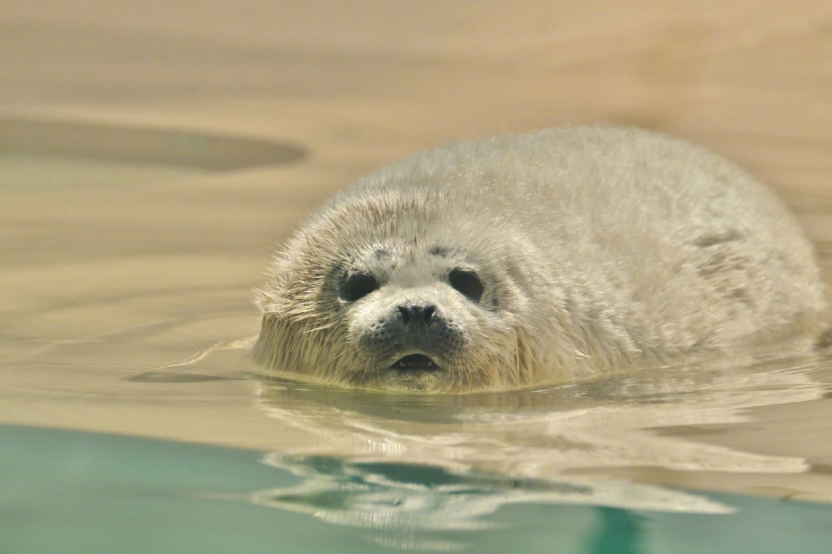 动物园小海豹的入水仪式