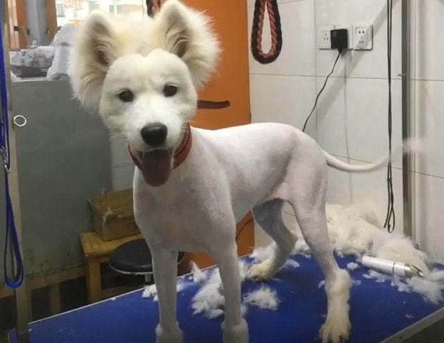 天气渐渐热了要给狗狗剃光毛发吗