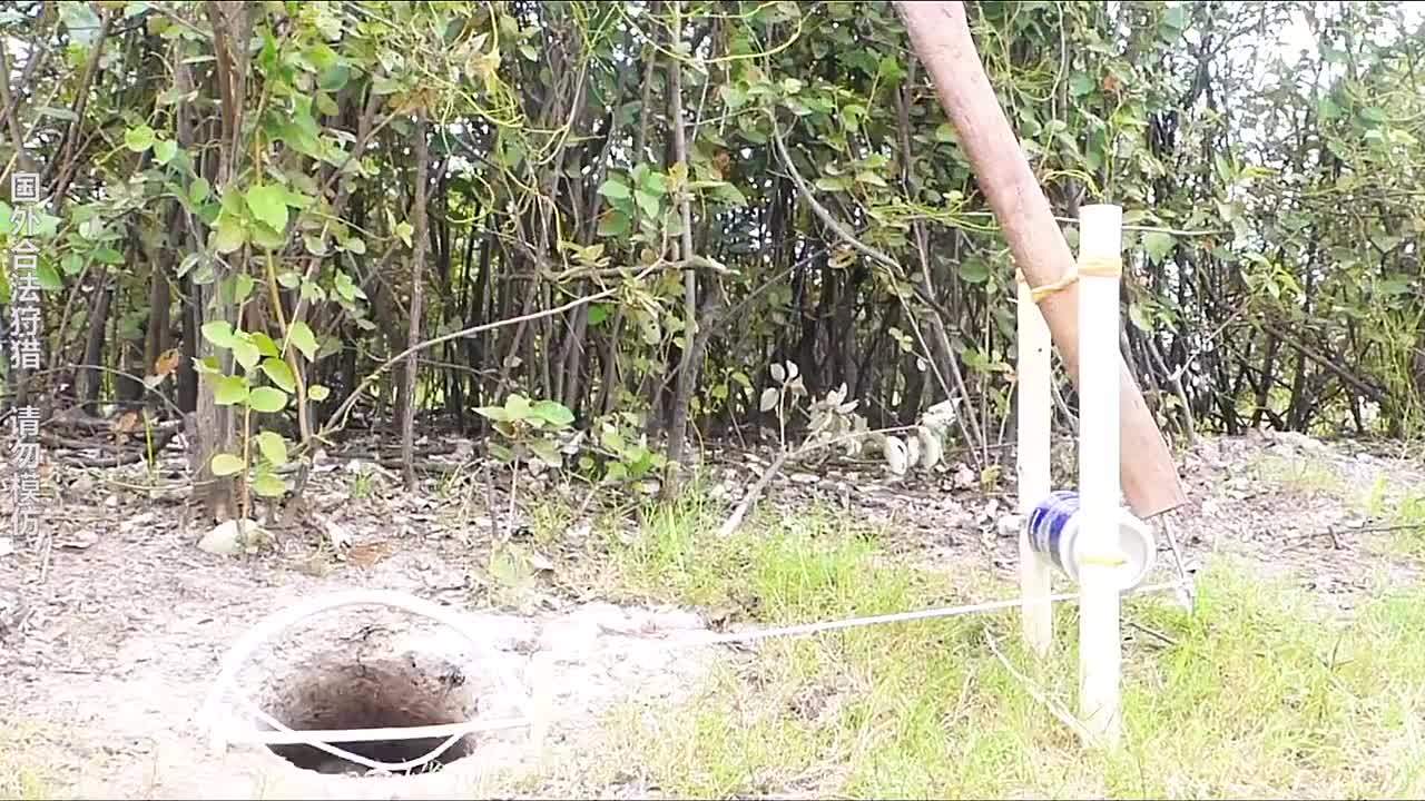 国外合法狩猎 最简单的捕兔陷阱,一把斧头就能做成功