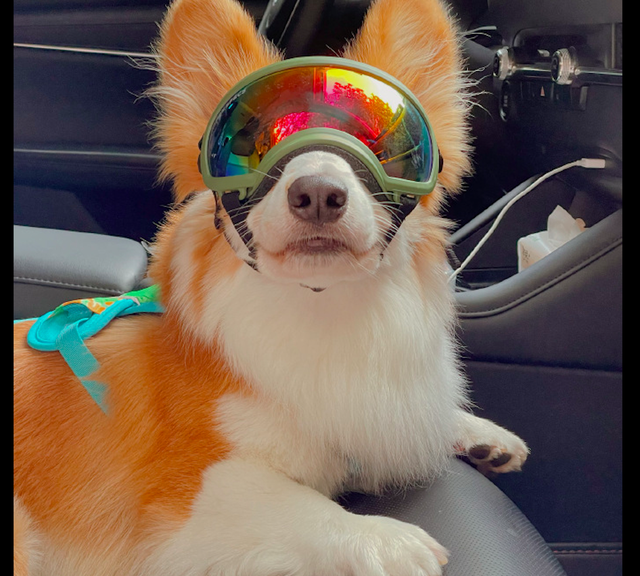 主人给柯基戴上了酷炫眼镜感觉它都可以开飞机了狗姿势要帅