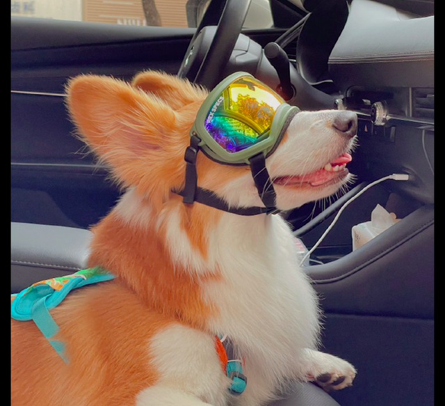 主人给柯基戴上了酷炫眼镜感觉它都可以开飞机了狗姿势要帅