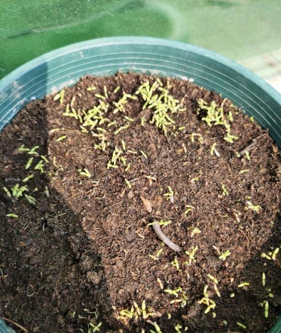 播种太阳花,必须用泥炭土!黄土种不活,还必须要有强光照